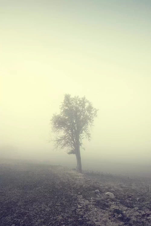Solitude