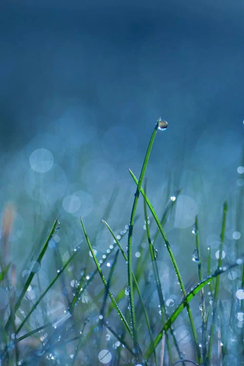 Blue Dew by Andreas Stridsberg wall art
