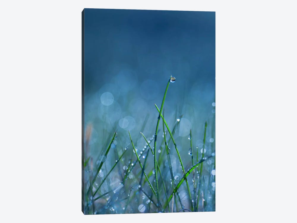 Blue Dew by Andreas Stridsberg 1-piece Canvas Wall Art