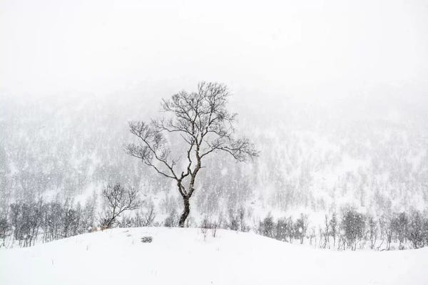 Snowscapes: Standing Alone by Andreas Stridsberg