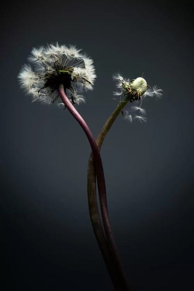 Dandelions: Twisted by Andreas Stridsberg
