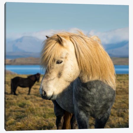 When In Iceland Canvas Print #STR68} by Andreas Stridsberg Canvas Print