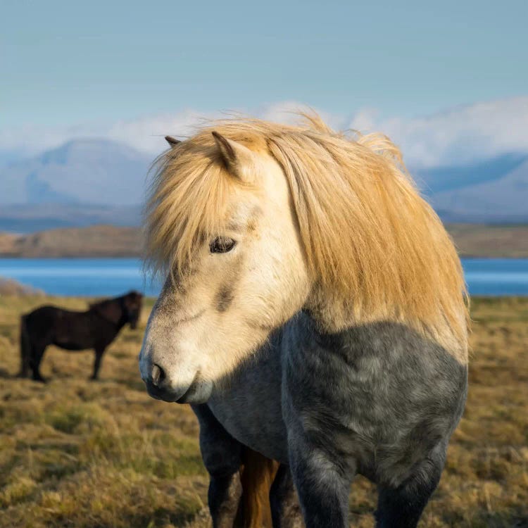 When In Iceland by Andreas Stridsberg wall art