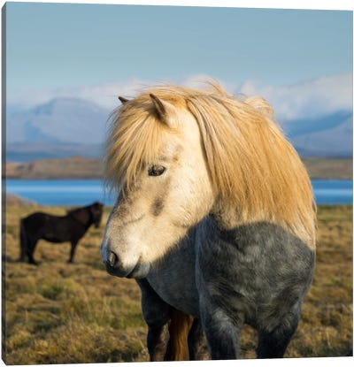 When In Iceland Canvas Art Print - Andreas Stridsberg