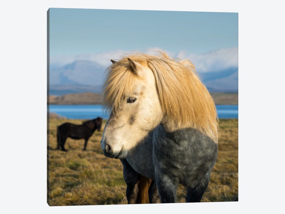 When In Iceland by Andreas Stridsberg 1-piece Canvas Wall Art