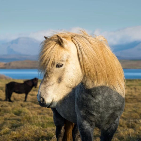 When In Iceland
