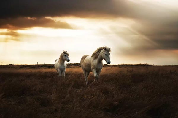 Horses: Bright Beauty by Andreas Stridsberg