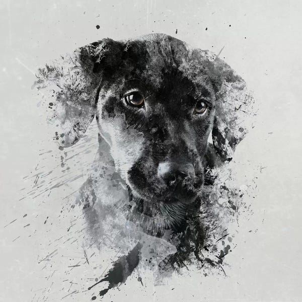 Labrador Retrievers: Jizza by Andreas Stridsberg