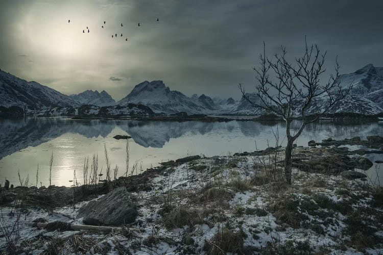Lofoten Birds by Andreas Stridsberg wall art