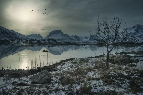 Snow: Lofoten Birds by Andreas Stridsberg