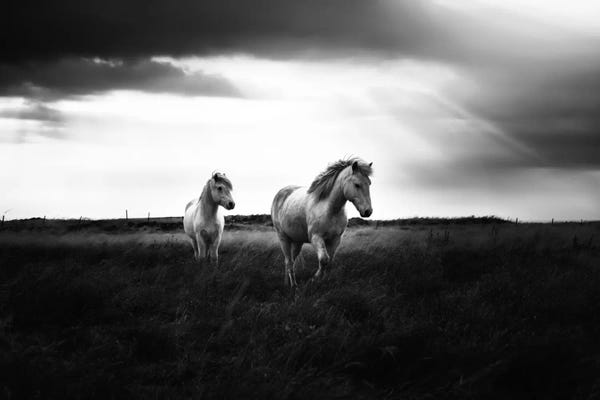 Black & White Scenic Art: Bright Beauty-B&W by Andreas Stridsberg