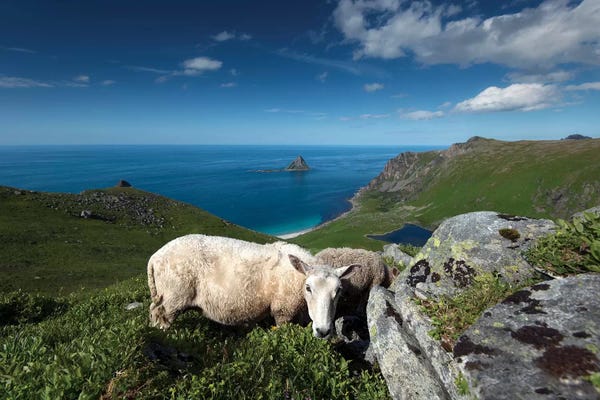 Norway: Lofoten Sheep by Andreas Stridsberg