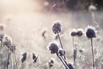 Frost I by Andreas Stridsberg multi panel art