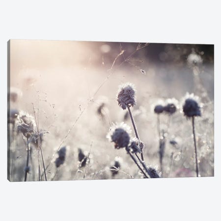 Frost I Canvas Print #STR95} by Andreas Stridsberg Canvas Art Print