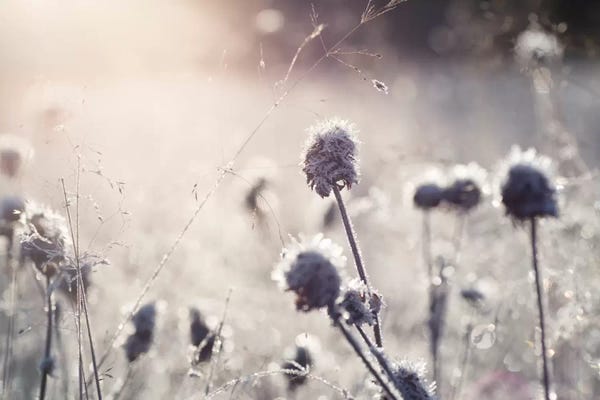 Dandelions: Frost I by Andreas Stridsberg