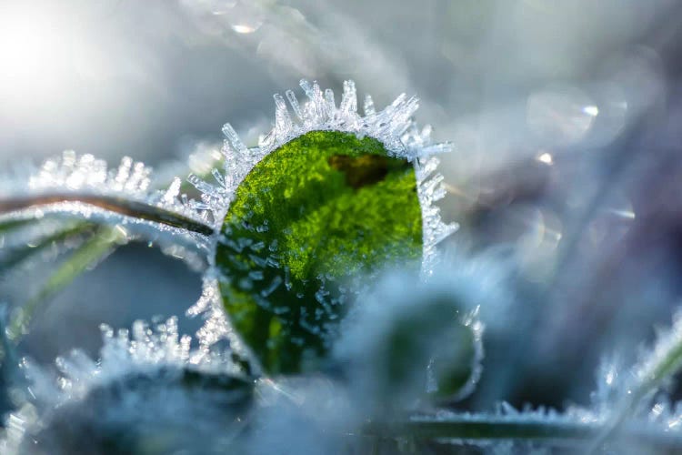 Frost II by Andreas Stridsberg wall art