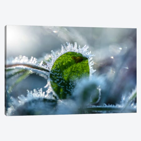 Frost II Canvas Print #STR96} by Andreas Stridsberg Canvas Art Print
