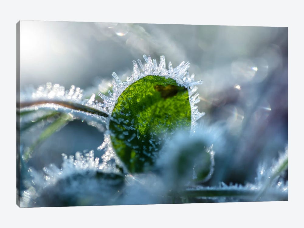 Frost II by Andreas Stridsberg 1-piece Art Print