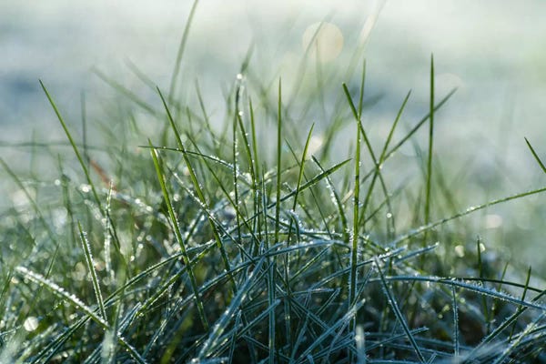 Andreas Stridsberg: Frost III by Andreas Stridsberg