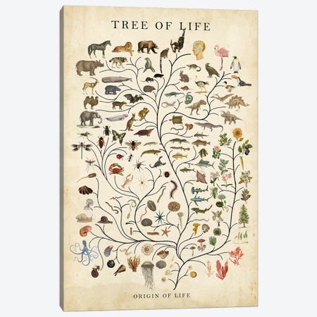 Tree of Life Canvas Print #STW137} by Studio W Canvas Art Print