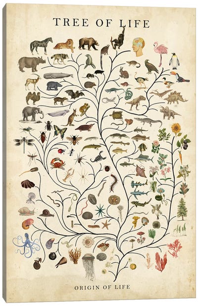 Tree of Life Canvas Art Print - Animal Typography