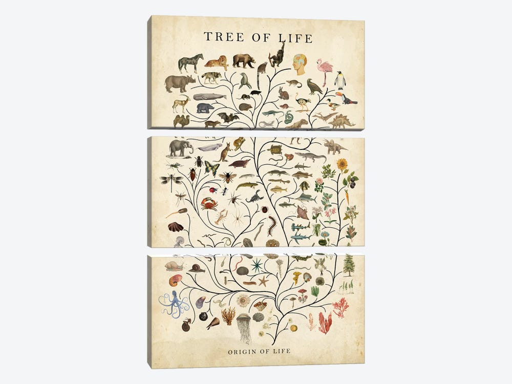 Tree of Life by Studio W 3-piece Canvas Art