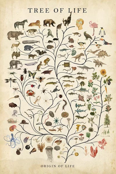 Animal Lover: Tree of Life by Studio W