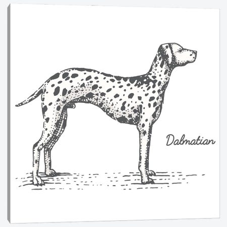 Dalmation Canvas Print #STY181} by Jay Stanley Canvas Wall Art