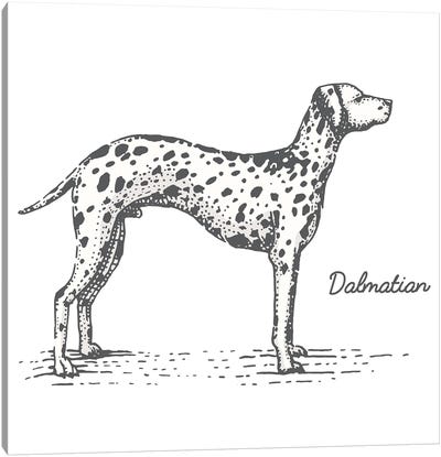 Dalmation Canvas Art Print - Dalmatian Art