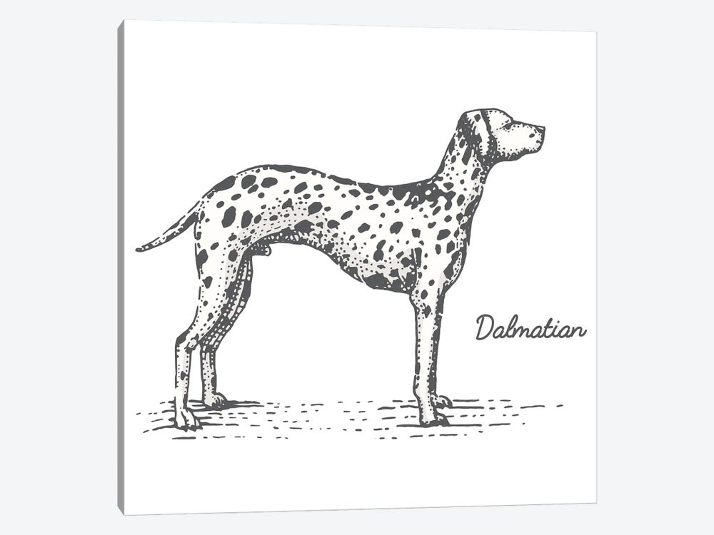 Dalmation by Jay Stanley 1-piece Canvas Art