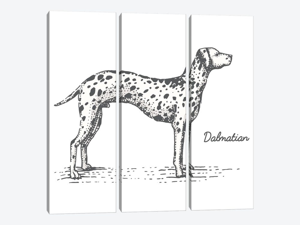 Dalmation by Jay Stanley 3-piece Canvas Wall Art