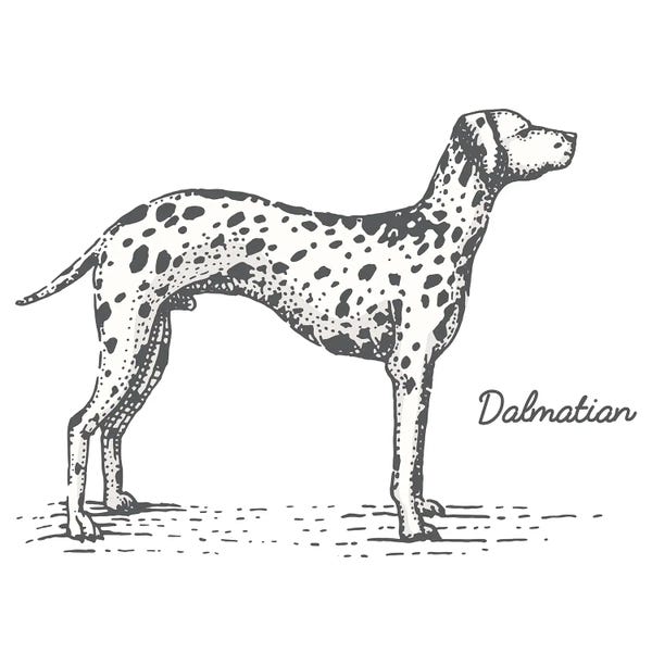 jay stanley: Dalmation by jay stanley