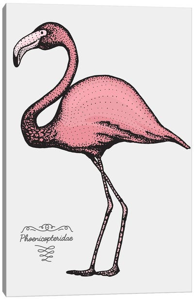Flamingo Canvas Art Print - Jay Stanley