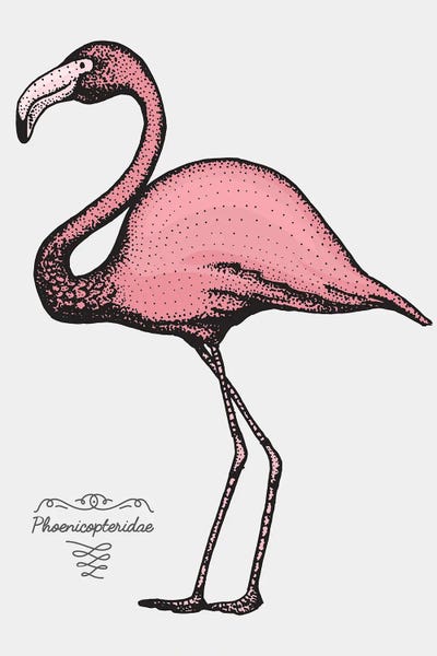 jay stanley: Flamingo by jay stanley