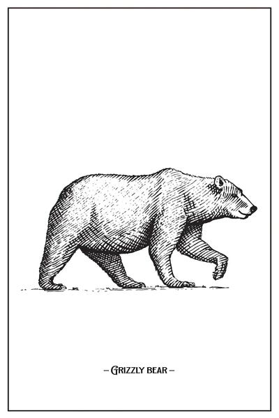 jay stanley: Grizzly Bear by jay stanley