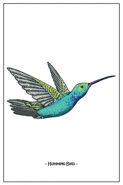 Hummingbirds: Humming Bird by jay stanley