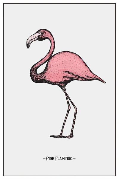Flamingos: Pink Flamingo by jay stanley