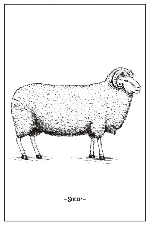 Sheep