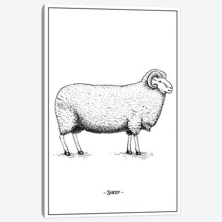 Sheep Canvas Print #STY401} by Jay Stanley Art Print