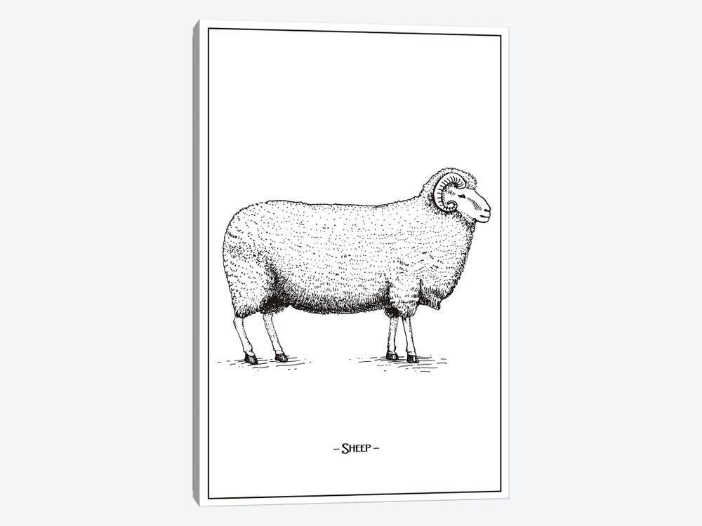 Sheep by Jay Stanley 1-piece Canvas Wall Art
