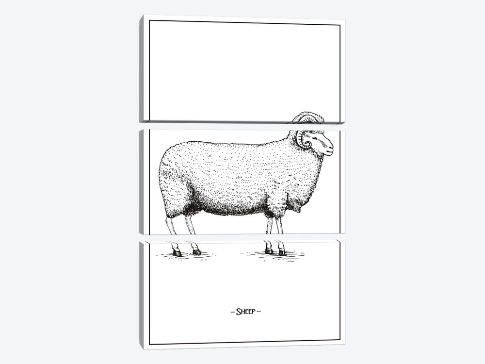 Sheep by Jay Stanley 3-piece Canvas Art