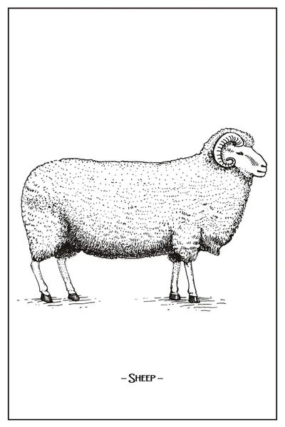 jay stanley: Sheep by jay stanley