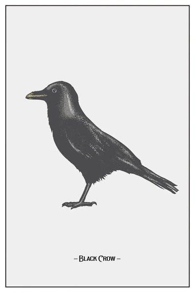 The Black Crow by jay stanley canvas print