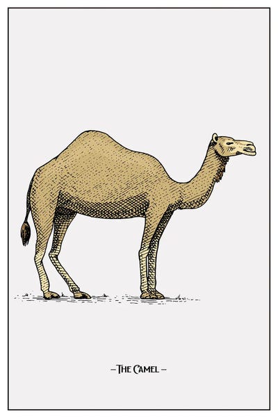 The Camel by jay stanley framed canvas print