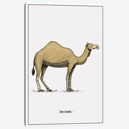 The Camel Canvas Print #STY420} by Jay Stanley Art Print