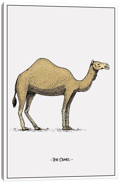 The Camel Canvas Art Print - Camel Art