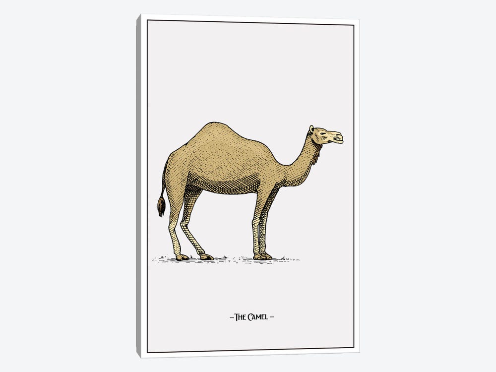 The Camel by Jay Stanley 1-piece Canvas Print