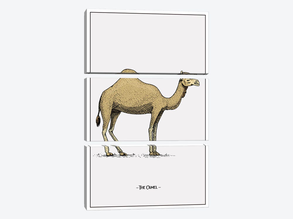 The Camel 3-piece Canvas Art Print