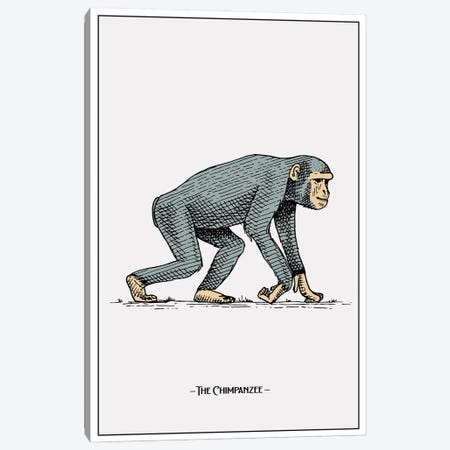 The Chimpanzee Canvas Print #STY421} by Jay Stanley Canvas Print