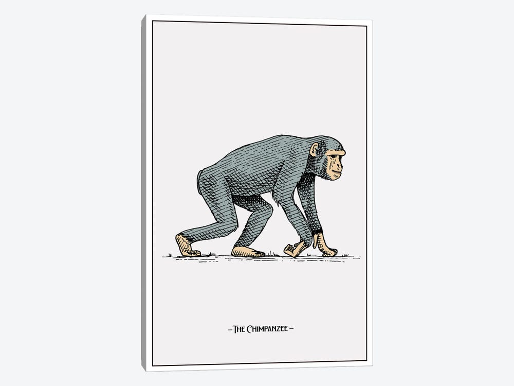 The Chimpanzee by Jay Stanley 1-piece Canvas Artwork